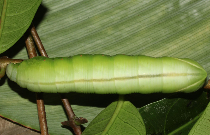  Larva en posición dorsal entero de <i>Pachylia</i> darcetaDHJ02 (Sphingidae), U estadio. Sector Pitilla, Sendero Naciente. Voucher 17-SRNP-31477-DHJ739029.jpg.  