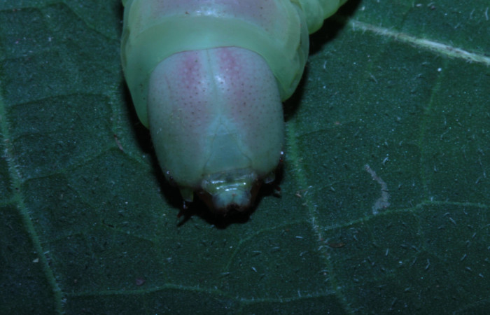  Cabeza en posición frontal de <i>Pachylia</i> darcetaDHJ02 (Sphingidae). Sector Pitilla,  Sendero Naciente. Voucher 14-SRNP-30517-DHJ720685.jpg.