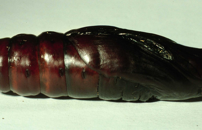  Pupa en posición lateral entero de <i>Pachylia</i> darceta (Sphingidae). Sector Cacao,  Quebrada Florcita. Voucher 98-SRNP-3241-DHJ44757.jpg.