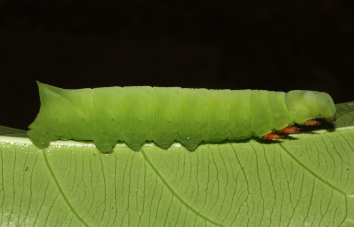  Larva en posición lateral entero de <i>Pachylia</i> darcetaDHJ02 (Sphingidae), PPU estadio. Sector Pitilla, Sendero Naciente. Voucher 17-SRNP-31478-DHJ739038.jpg.      