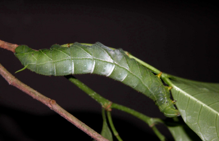  Larva en posición dorsal de <i>Pachylia darceta</i> (Sphingidae), U estadio. Sector Del Oro, Chon. Voucher 03-SRNP-15990-DHJ400992.jpg.  
