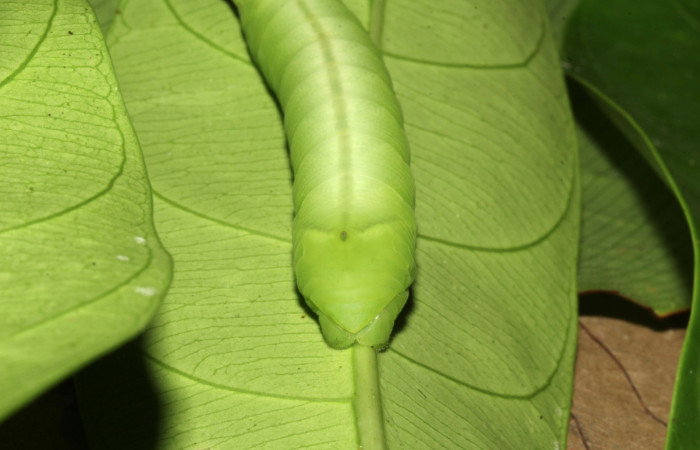  Cola en posición frontal de <i>Pachylia</i> darcetaDHJ02 (Sphingidae), U estadio. Sector Pitilla, Sendero Naciente. Voucher 17-SRNP-31478-DHJ739042.jpg.
