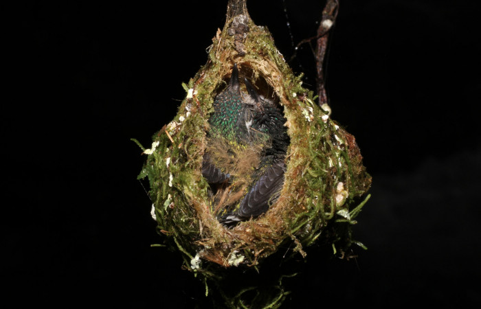 Fig. 10 Pichónes de Violet-headed Hummingbird Colibrí Cabeciazul <i>Klais guimeti</i> Trochilidae, Cañón Rio Mena Sector Del Oro, 15 de Abril 2021. Foto. Roster Moraga