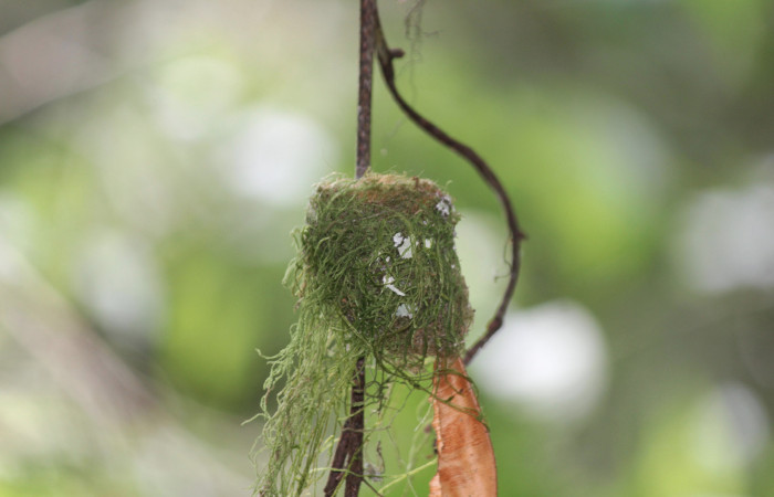 Fig. 1 Nido de Violet-headed Hummingbird Colibrí Cabeciazul <i>Klais guimeti</i> Trochilidae. Cañón Rio Mena Sector Del Oro, 22 de Marzo 2021 Foto. Roster Moraga