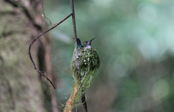Fig. 3 Violet-headed Hummingbird Colibrí Cabeciazul <i>Klais guimeti</i> Trochilidae. Cañón Río Mena Sector Del Oro, 23 de Marzo 2021 Foto. Roster Moraga