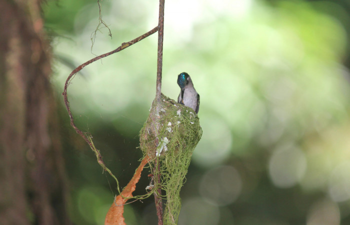 Fig. 4 Hembra Violet-headed Hummingbird Colibrí Cabeciazul <i>Klais guimeti</i> Trochilidae, alimentando a sus pichones, Cañón Río Mena Sector Del Oro, 07 de Abril 2021. Foto. Roster Moraga