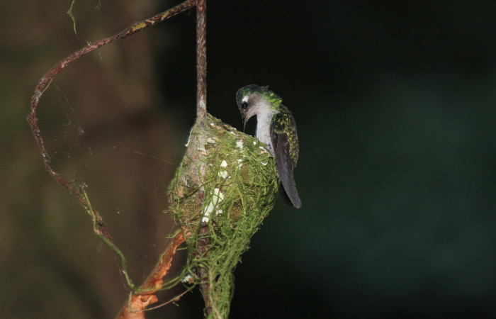 Fig. 5 Hembra Violet-headed Hummingbird Colibrí Cabeciazul <i>Klais guimeti</i> Trochilidae, alimentando a sus pichones, Cañón Río Mena Sector Del Oro, 07 de Abril 2021. Foto. Roster Moraga