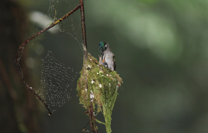 Fig. 6 Hembra Violet-headed Hummingbird Colibrí Cabeciazul <i>Klais guimeti</i> Trochilidae, alimentando a sus pichones, Cañón Río Mena Sector Del Oro, 15 de Abril 2021. Foto. Roster Moraga