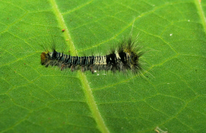 Fig. 12 Larva [I]Prorifrons tremula</i> ((Lasiocampidae), Estacion Pitilla, sector Pitilla, 675m.07-SRNP-33427-DHJ430612.jpg