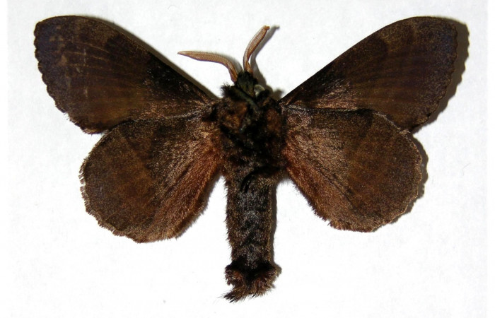 Fig. 2 Adulto <i>Prorifrons nox</i> (Lasiocampidae), vista vental mide 69mm. Sendero Casa Fran, Sector Cacao, 1140m. 03-SRNP-3664-DHJ319371.
