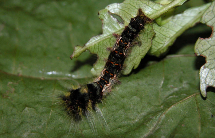 Fig. 3 Larva <i>Prorifrons nox</i> (Lasiocampidae), mide 26mm. Casa Fran, Sector Cacao, 1140m. 03-SRNP-3664-DHJ400440.