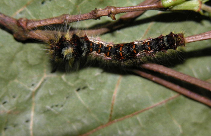 Fig. 4 Larva <i>Prorifrons nox</i> (Lasiocampidae), mide 26mm. Casa Fran, Sector Cacao, 1140m. 03-SRNP-3664-DHJ400441.

