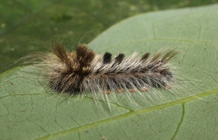 Fig. 7 Larva <i> Prorifrons nox</i> (Lasiocampidae), mide 52mm. Casa Fran, sector Cacao, 1140m. 20-SRNP-37514-DHJ771588.jpg