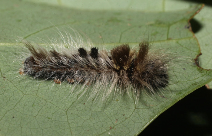 Fig. 8 Larva <i> Prorifrons nox</i> (Lasiocampidae), mide 52mm. Casa Fran, sector Cacao, 1140m. 20-SRNP-37514-DHJ771589.jpg