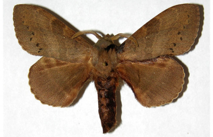 Fig. 9 Adulto <i>Prorifrons tremula</i> (Lasiocampidae), mide 52mm. Casa Fran, sector Cacao, 1140m. 95-SRNP-6065-DHJ319368.