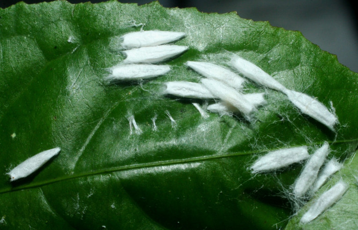 Fig. 13. Capullos de avispa de la familia Braconidae, <i>Dolichogenidea</i> Janzen33, parásito en <i>Antaeotricha</i> radicalisDHJ01 (Depressariidae), en la planta hospedera <i>Lozania pittieri</i>. Voucher: 09-SRNP-70893-DHJ457525.JPG