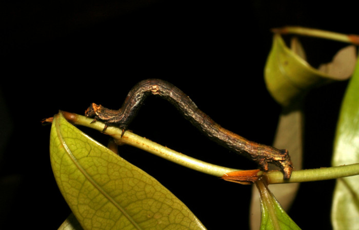 Fig. 10. Larva de <i>Ischnopteris</i> bifinitaDHJ02 (Goemetridae), comiendo brotes de <i>Erythroxylum macrophyllum</i> (Erythroxylaceae). Voucher: 05-SRNP-21815-DHJ403567.