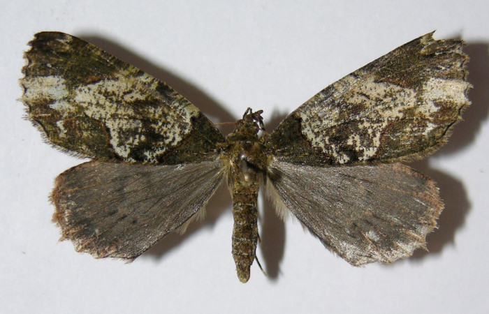 Fig. 22. Vista dorsal de Hembra <i>Ischnopteris</i> bifinitaDHJ02 (Goemetridae). Voucher: 05-SRNP-32012-DHJ32472.