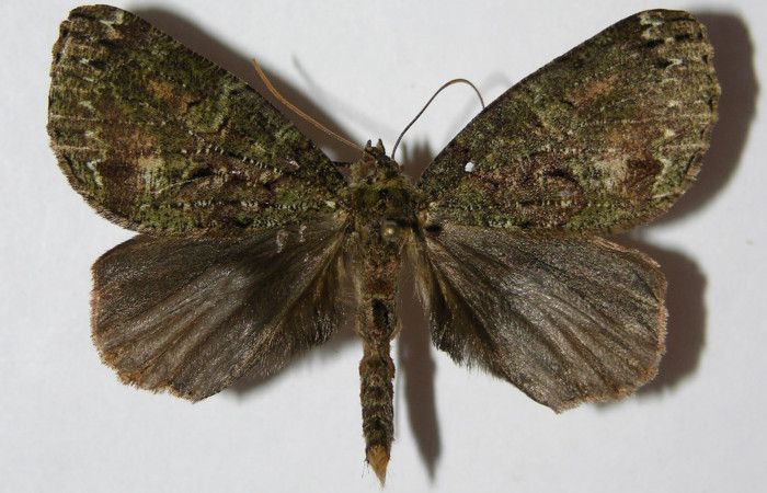 Fig. 20. Vista dorsal de Macho <i>Ischnopteris</i> bifinitaDHJ02 (Goemetridae). Voucher: 05-SRNP-3409-DHJ326524.