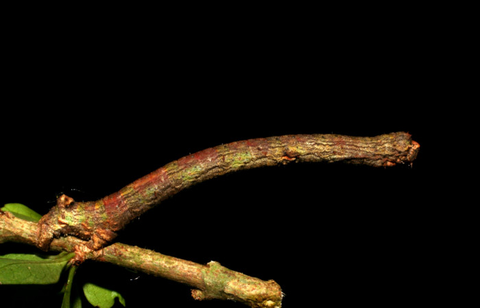 Fig. 1. Larva de <i>Ischnopteris</i> bifinitaDHJ02 (Goemetridae), comiendo <i>Randia aculeata</i> (Rubiaceae), mimetizando tallo o ramita seca. Voucher: 05-SRNP-45415-DHJ407987.