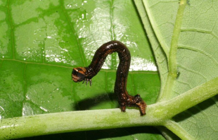 Fig. 12. Larva de <i>Ischnopteris</i> bifinitaDHJ02 (Goemetridae), con presencia de antifaz negro en la parte fontal de su cabeza. Voucher: 06-SRNP-44536-DHJ420945.