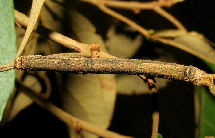 Fig. 2. Larva de <i>Ischnopteris</i> bifinitaDHJ02 (Goemetridae), comiendo <i>Hampea appendiculata</i> (Malvaceae), mimetizando su entorno. Voucher: 07-SRNP-32822-DHJ427084.