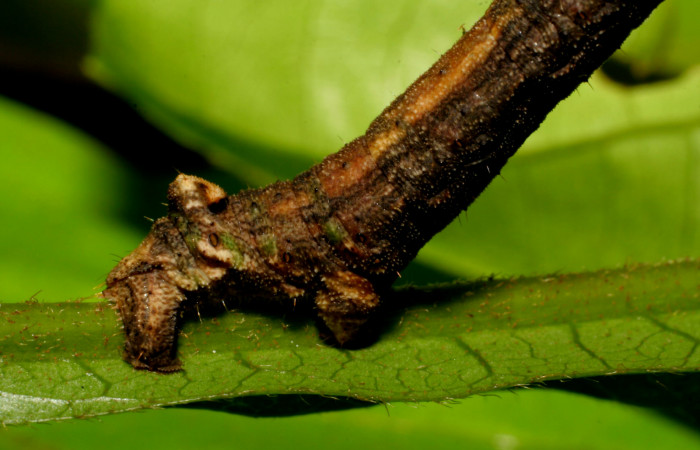 Fig. 8. Protuberancia posterior dorsal en larva de <i>Ischnopteris</i> bifinitaDHJ02 (Goemetridae).Voucher: 07-SRNP-65677-DHJ431303.