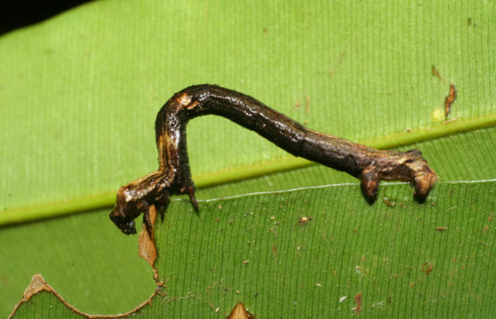 Fig. 13. Larva de <i>Ischnopteris</i> bifinitaDHJ02 (Goemetridae), mostrando colores gris, beige en el área lateral de su cuerpo. Voucher: 08-SRNP-22759-DHJ445312.