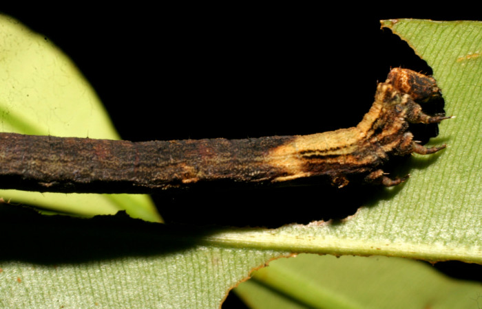 Fig. 11. Larva de <i>Ischnopteris</i> bifinitaDHJ02 (Goemetridae), comiendo brotes de <i>Calophyllum brasiliense</i> (Calophyllaceae). Voucher: 08-SRNP-22759-DHJ445315.