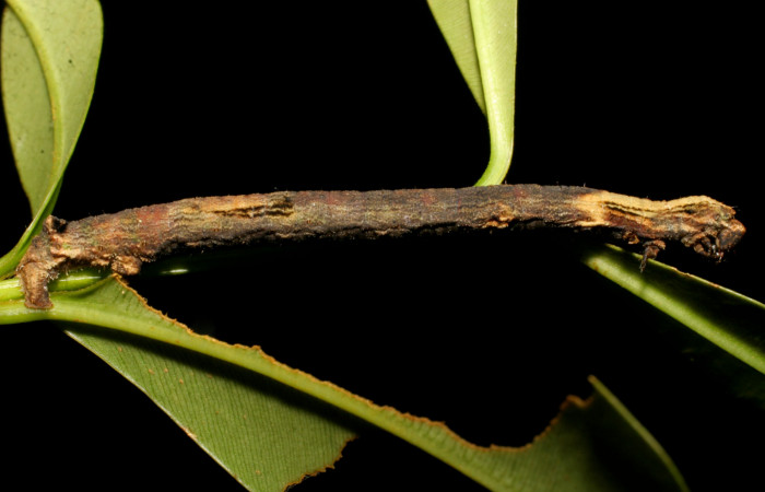 Fig. 5. Larva de <i>Ischnopteris</i> bifinitaDHJ02 (Goemetridae), comiendo <i>Calophyllum brasiliense</i> (Calophyllaceae). Voucher: 08-SRNP-22759-DHJ445322.