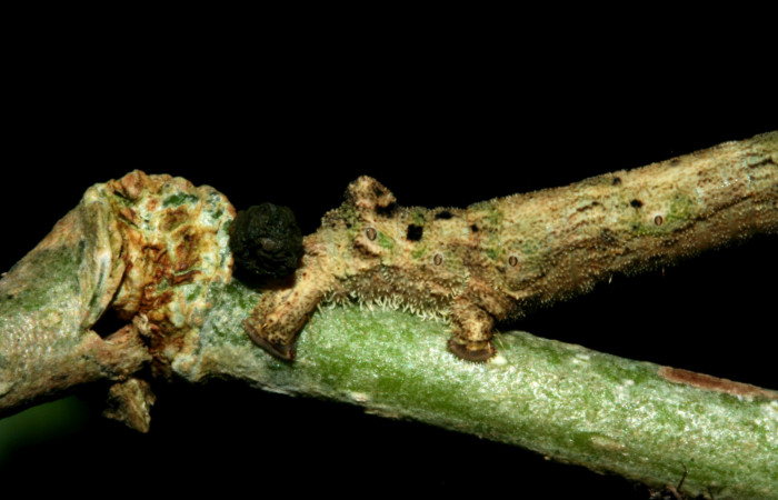 Fig. 9. Propatas de larva <i>Ischnopteris</i> bifinitaDHJ02 (Goemetridae), con presencia de pequeñas espinas para tener una mejor agarre en las ramitas donde se moviliza. Voucher: 09-SRNP-2172-DHJ454132.