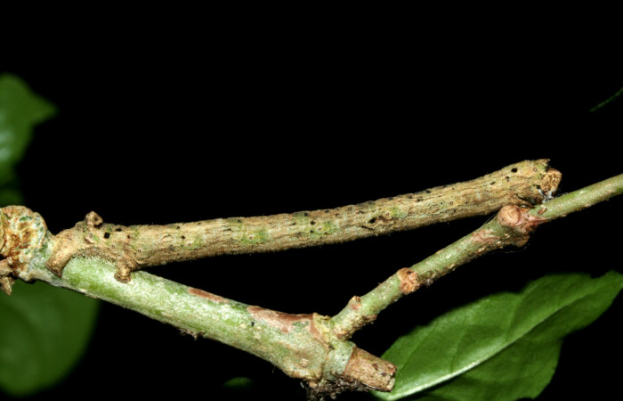 Fig. 4. Larva de <i>Ischnopteris</i> bifinitaDHJ02 (Goemetridae), comiendo <i>Coutarea hexandra</i> (Rubiaceae), mimetizando una ramita. Voucher: 09-SRNP-2172-DHJ454135.