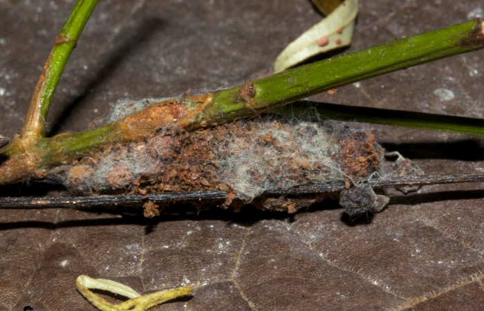 Fig. 16.Capullo de pupa de <i>Ischnopteris bifinita</i>.(Goemetridae), hecho con heces y seda quizá muy probable <i>Ischnopteris</i> bifinitaDHJ02. Voucher: 19-SRNP-30214-DHJ749527.