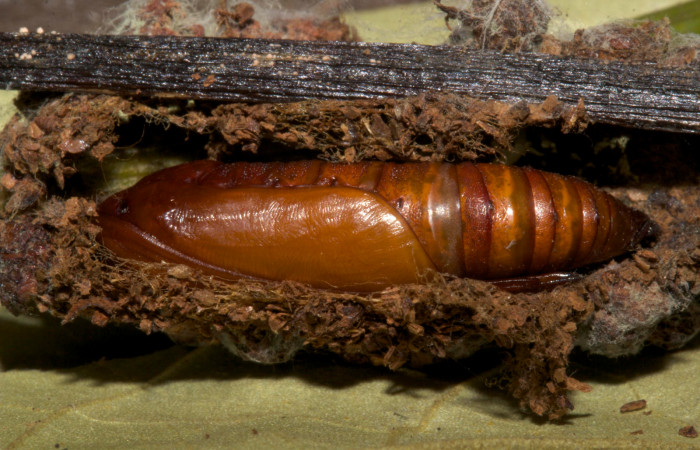 Fig. 17. Vista del la pupa de <i>Ischnopteris bifinita</i> dentro del capullo.(Goemetridae). Voucher: 19-SRNP-30214-DHJ749529.
