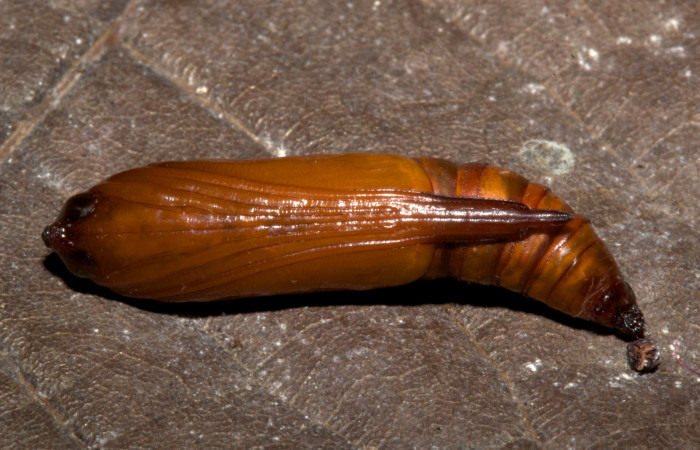 Fig. 19. Vista ventral de pupa de <i>Ischnopteris bifinita</i>.(Goemetridae). Voucher: 19-SRNP-30214-DHJ749532.