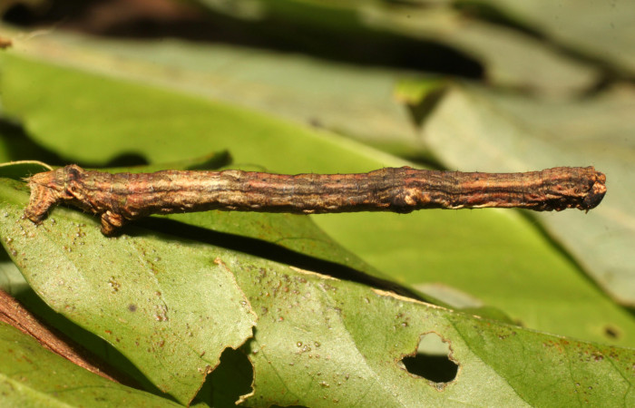 Fig. 7. Larva de <i>Ischnopteris</i> bifinitaDHJ02 (Goemetridae), comiendo Crossopetalum parviflorum (Celastraceae). Voucher: 19-SRNP-35308-DHJ769897.