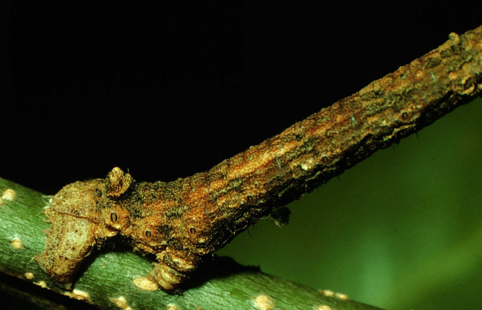 Fig. 7. Protuberancia posterior dorsal en larva de <i>Ischnopteris</i> bifinitaDHJ02 (Goemetridae).Voucher: 97-SRNP-1195-DHJ41076.