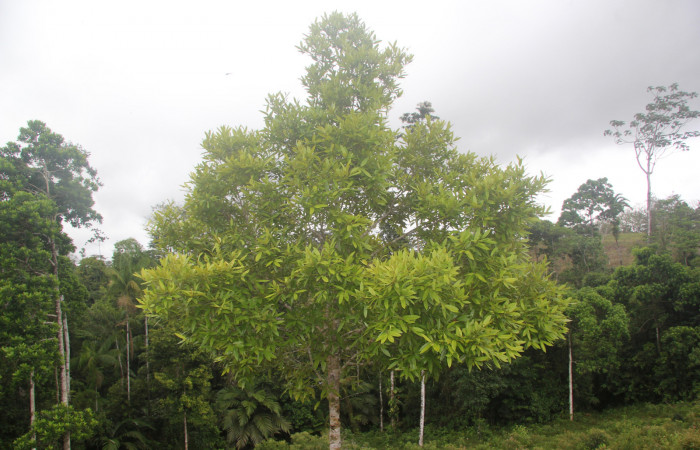 Fig. 13. <i>Callophyllun brasiliense</i> (Callophyllaceae), planta hospedera de larva <i>Ischnopteris</i> bifinitaDHJ02 (Goemetridae). Foto.Duvalier Briceño, Marzo 2022.