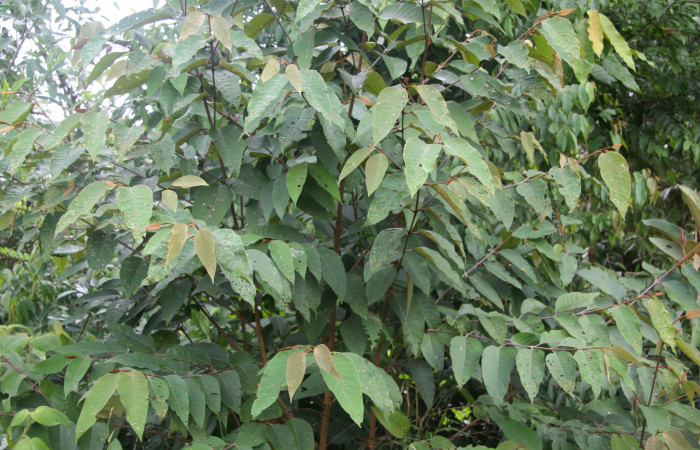 Fig. 14. <i>Vismia baccifera</i> (Hypericaceae), planta hospedera de larva <i>Ischnopteris</i> bifinitaDHJ02 (Goemetridae). Foto.Duvalier Briceño, Marzo 2022.