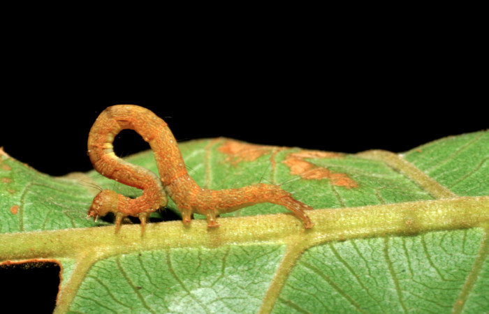 Fig.10 Vista lateral, [I]Helia argentipes[/I] (Erebidae), se colectó 23 Octubre 2007, Sector San Cristobal, Rio Blanco Abajo, 500mts, (07-SRNP-4174-DHJ429886.jpg). 