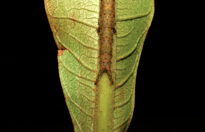 Fig.12 Vista trasera, [I]Helia argentipes[/I] (Erebidae), se colectó 08 Noviembre 2007, Sector Rincon Rain Forest, Puente Rio Negro, 340mts, (07-SRNP-42757-DHJ434861.jpg).