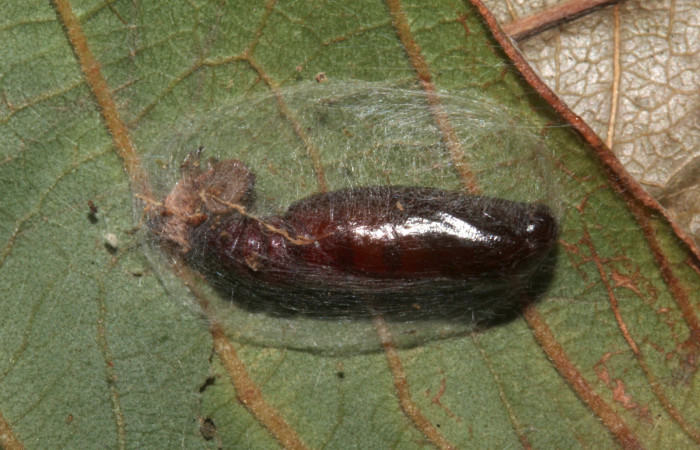 Fig.15 Vista lateral de pupa, [I]Helia argentipes[/I] (Erebidae), hizo pupa 03 agosto 2019, Sector Rincon Pitlla, Pasmompa, 440mts, (19-SRNP-30979-DHJ765421.jpg)