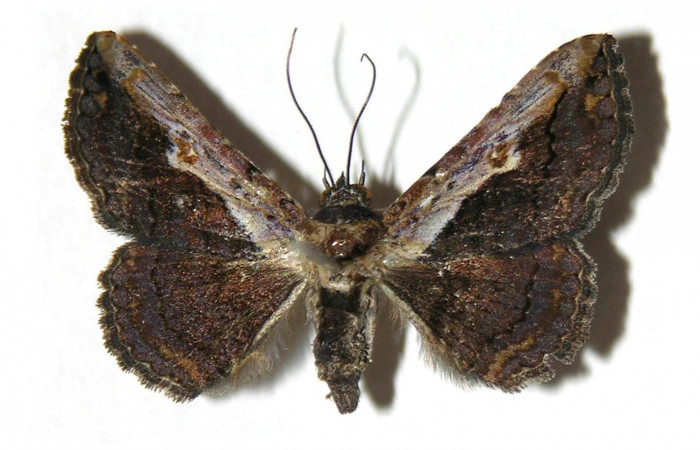 Fig.1 Vista dorsal, [I]Helia sueroides[/I] (Erebidae), eclosionó 11 junio 2005, Sector Mundo Nuevo, Mamones, 365mts. (05-SRNP-56179-DHJ314946).