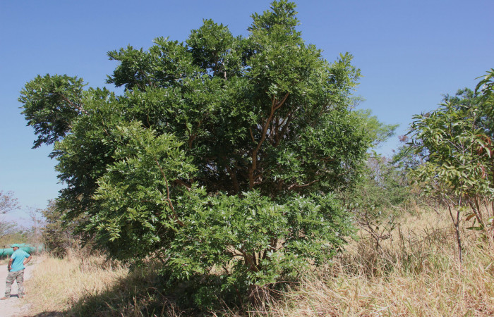 Fig.20 Planta Andira inermis (Fabaceae), hospedera de la Helia sueroides, (Erebidae), Sector Mundo Nuevo, Porton Ice. Foto,  Elieth Cantillano, 30 Marzo 2022.
