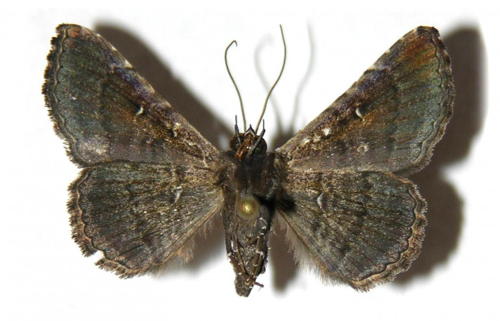 Fig.2 Fig.2 Vista Ventral, [I]Helia sueroides[/I] (Erebidae), eclosionó 11 junio 2005, Sector Mundo Nuevo, Mamones, 365mts. (05-SRNP-56179-DHJ3149470).