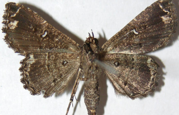 Fig.3 Vista ventral de adulto [I]Helia argentipes[/I] (Erebidae), ecl 28 de noviembre 2007,Sector Del Oro, Chon 280mts. (07-SRNP-24205-DHJ388679).