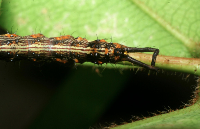 Fig.8 Vista trasera, [I]Helia sueroides[/I] (Erebidae), se colectó 22 Enero 2009, Sector Mundo Nuevo, Vado Zanja Tapada, 550mts. (09-SRNP-55264-DHJ451816.jpg).