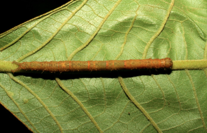 Fig.9 Vista dorsal, [I]Helia argentipes[/I] (Erebidae), se colectó 23 Octubre 2007, Sector Rincon Rain Forest, Sendero Juntas, 400mts,(05-SRNP-41922-DHJ407286.jpg).