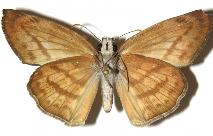 Fig 12. Adultos <i>Timochares trifasciata</i>. vista ventral (Hembra) alcanzan a medir 43mm en alas abiertas
Voucher 03-SRNP-960-DHJ305715