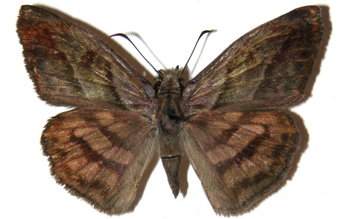 Fig 13 .Adultos <i>Timochares trifasciata</i>. vista dorsal (Macho) alcanzan a medir 40 mm en alas abiertas.
Voucher 04-SRNP-14041-DHJ306722